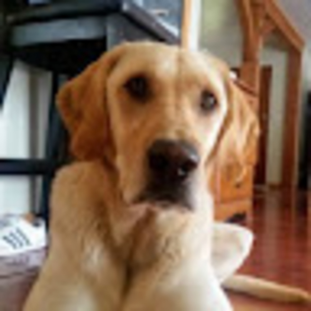 Meet your Posher, Maya